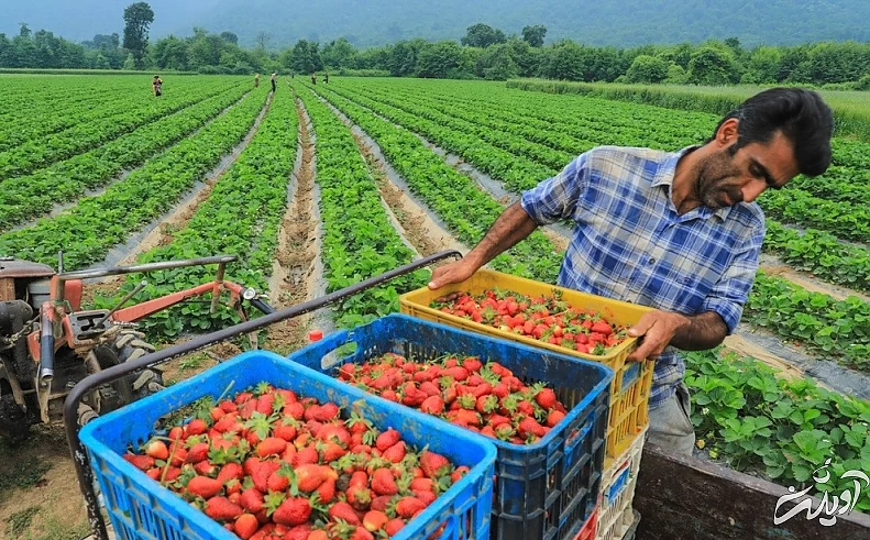 (تصاویر) برداشت توت فرنگی در گلستان